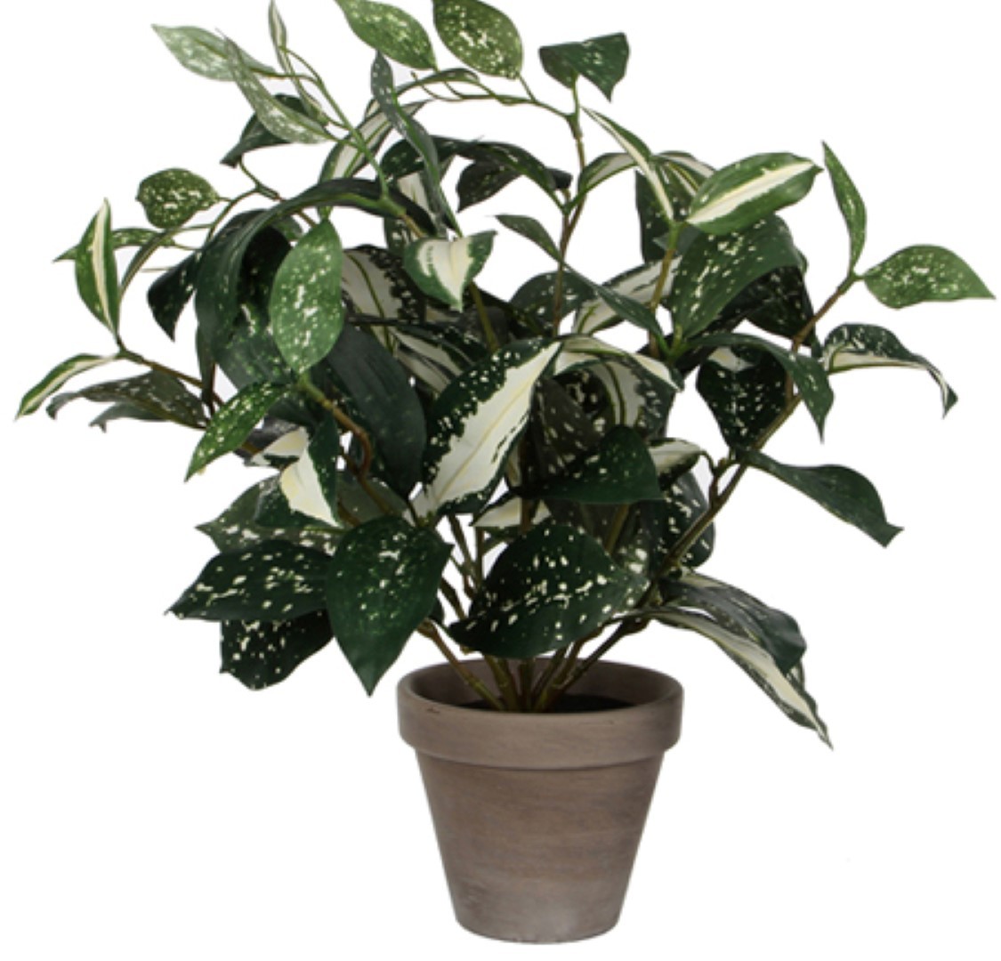 Cordyline h35 d25 cm groen in pot Stan d11,5 cm grey Edelman E Retail Mica Decorations