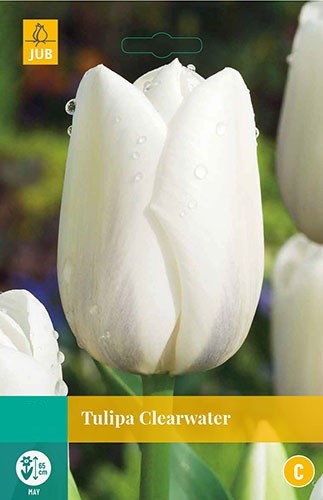 Tulipa Clearwater 8 bollen JUB