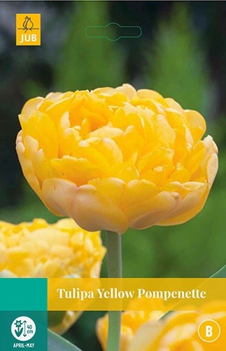 Tulipa Yellow Pompenette 5 bollen JUB