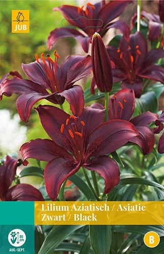 Lilium zwart 2 bollen - JUB