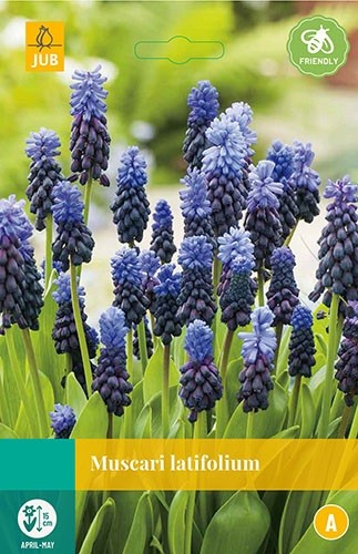 Muscari latifolium 12 bollen JUB