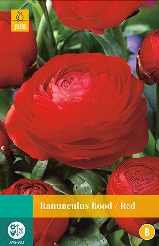 X10 Ranunculus Rood/Red