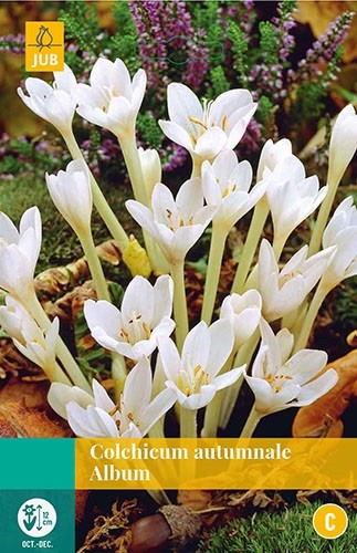 Colchicum autumnale Album 1 bollen - JUB