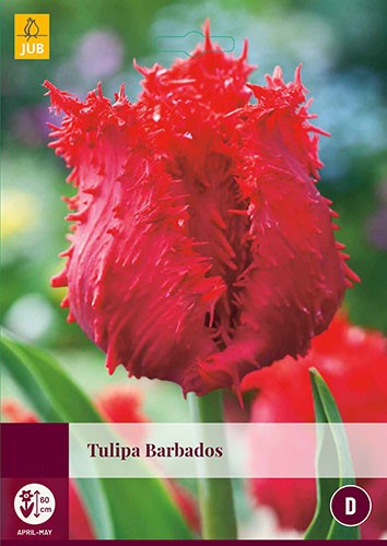 Tulipa Barbados 4 bollen - JUB