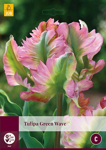 Tulipa Green Wave 4 bollen JUB