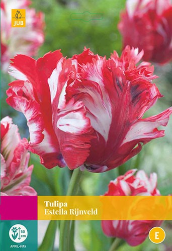 Jub Holland - bloembollen - Tulpen Estella Rijnveld - 15 stuks