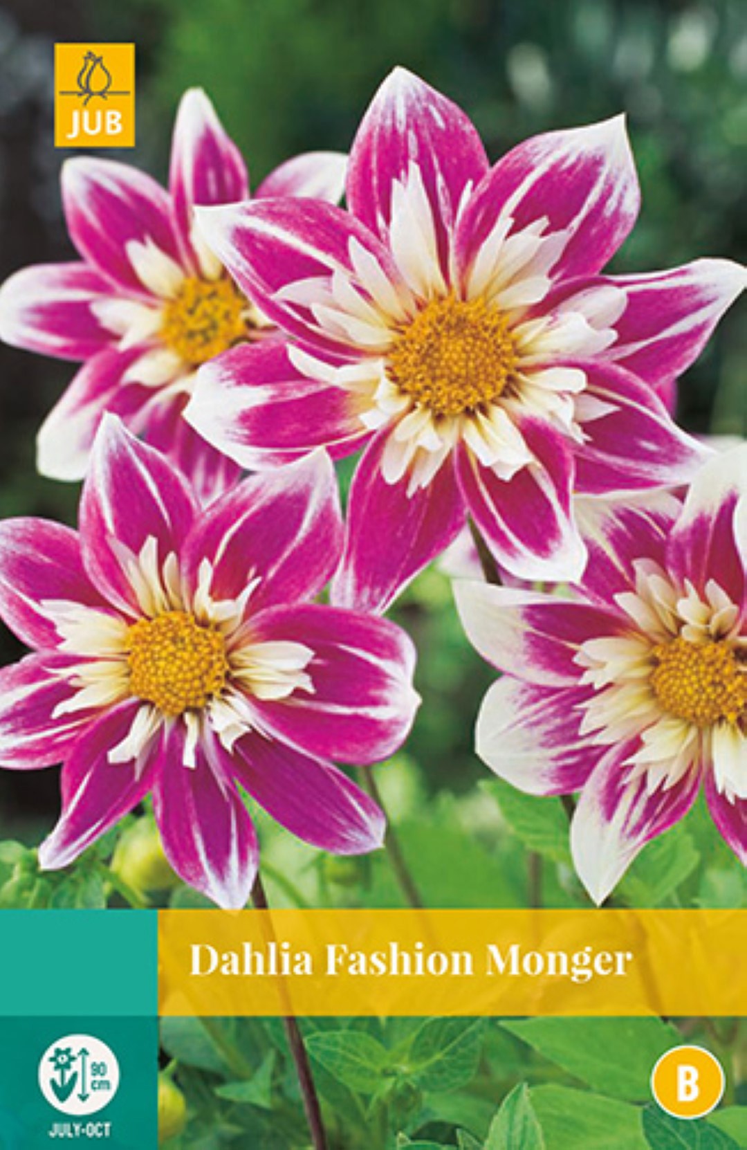 Dahlia fashion monger - 1st - Bloembollen - JUB Holland