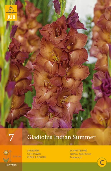 7 Gladiolus Indian Summer - JUB