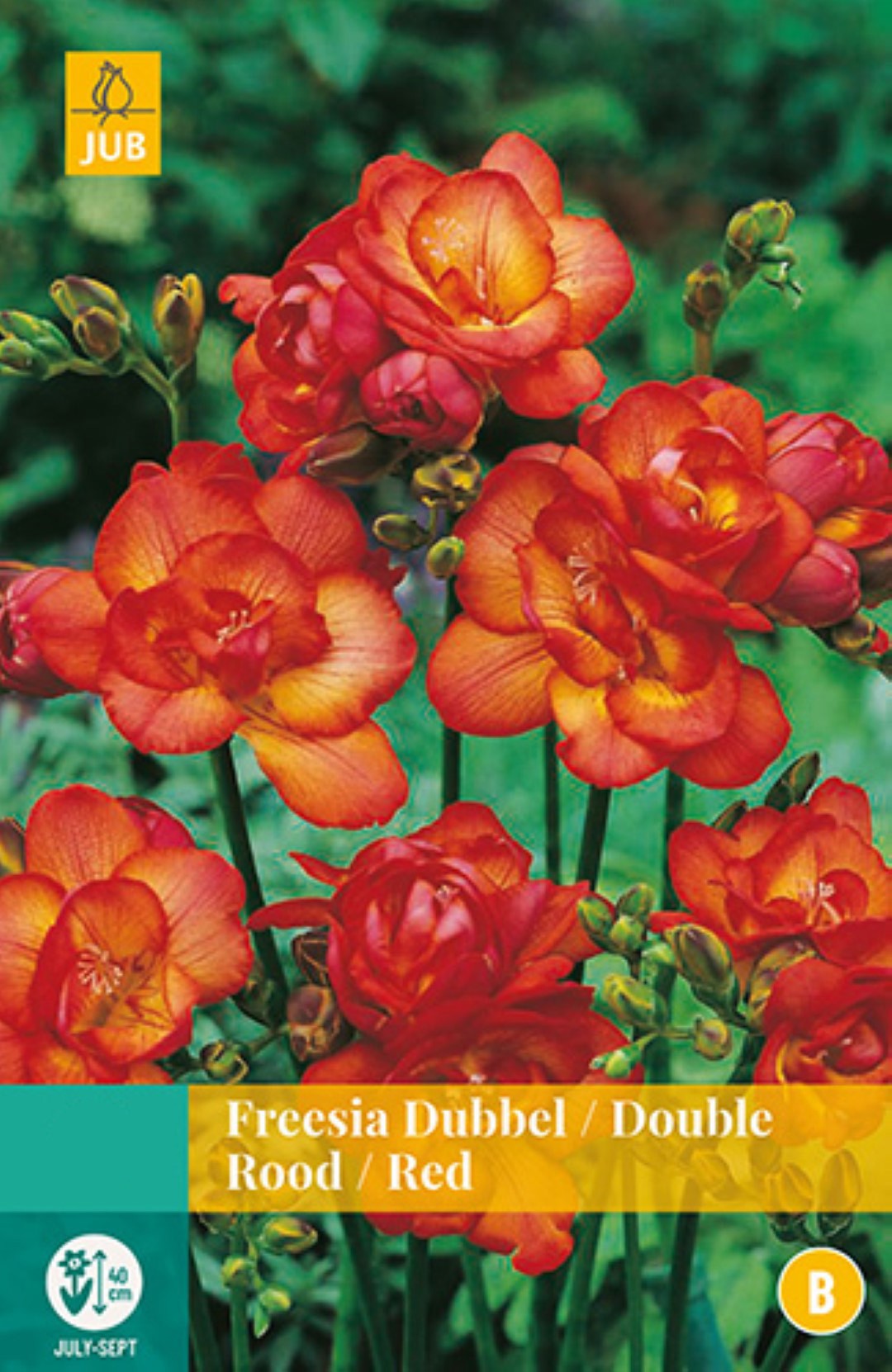 Freesia Dubbel Rood 12 bollen - JUB