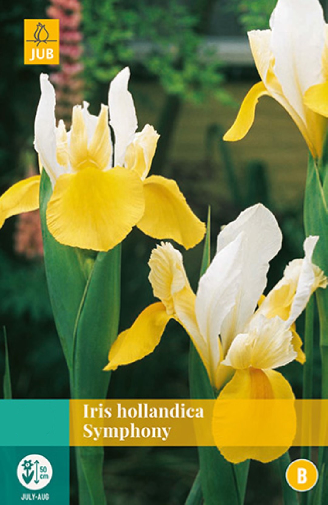 Iris Hollandica Symphony 20 bollen - JUB
