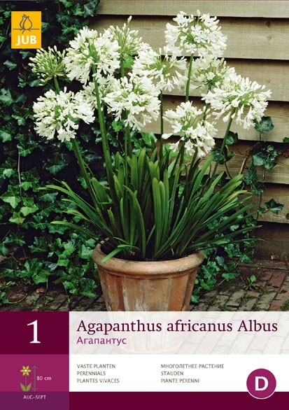 1 Agapanthus Africanus Albus - JUB