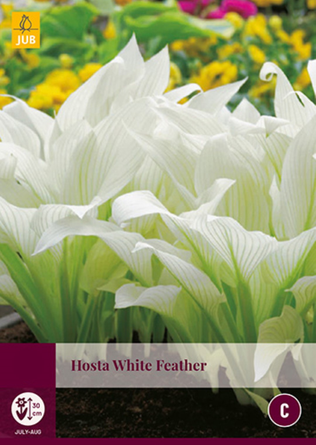 Hosta White Feather 1 bol - JUB