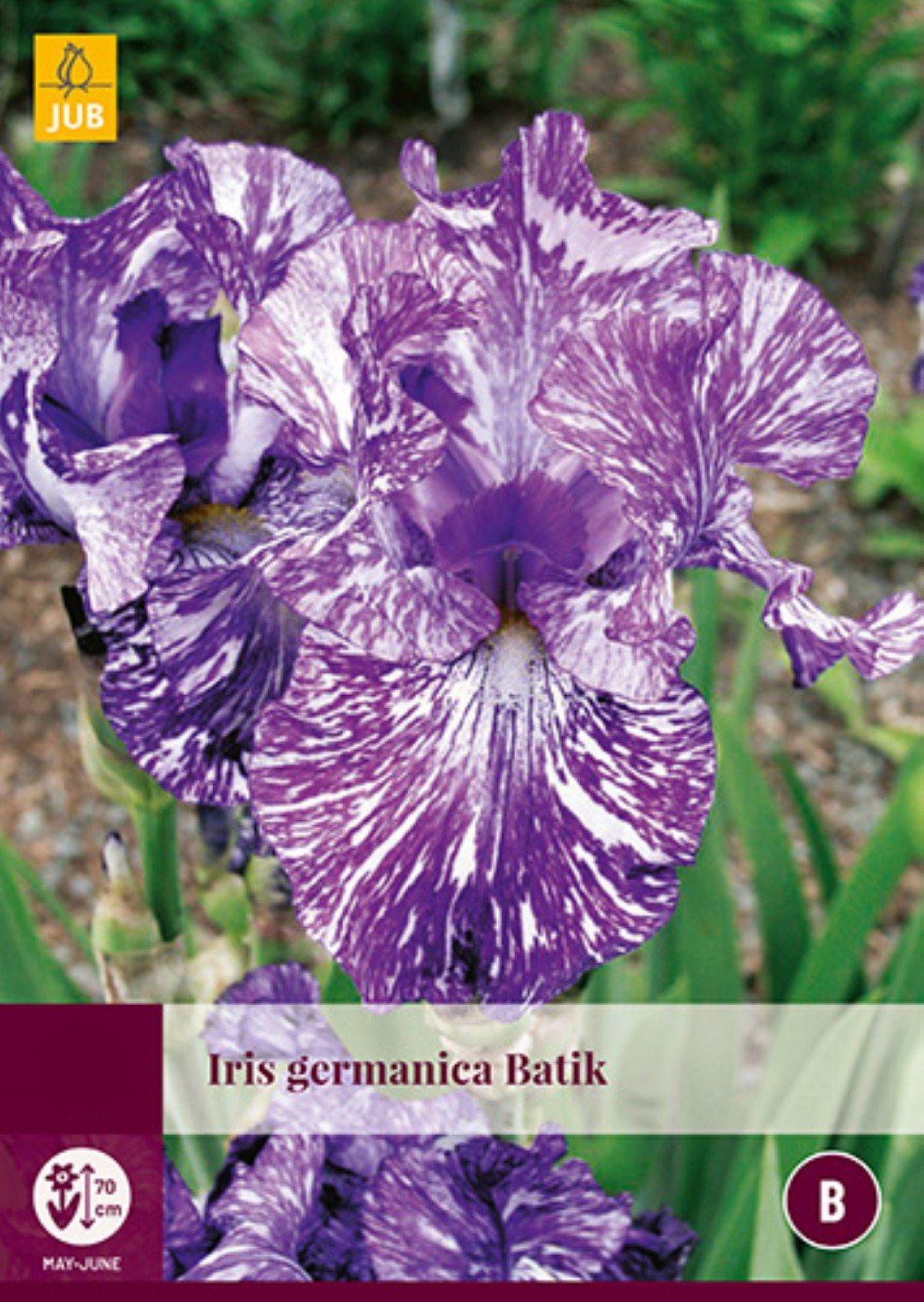 Iris Germanica Batik 1 bol - JUB