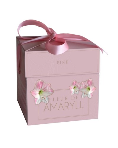 Fleur D'Amaryll Pink 1 bollen - JUB