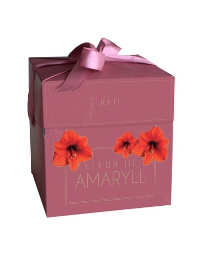 Fleur D'Amaryll Red 1 bollen - JUB