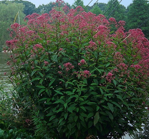 Eupatorium maculatum Atropurpureum - Samplant