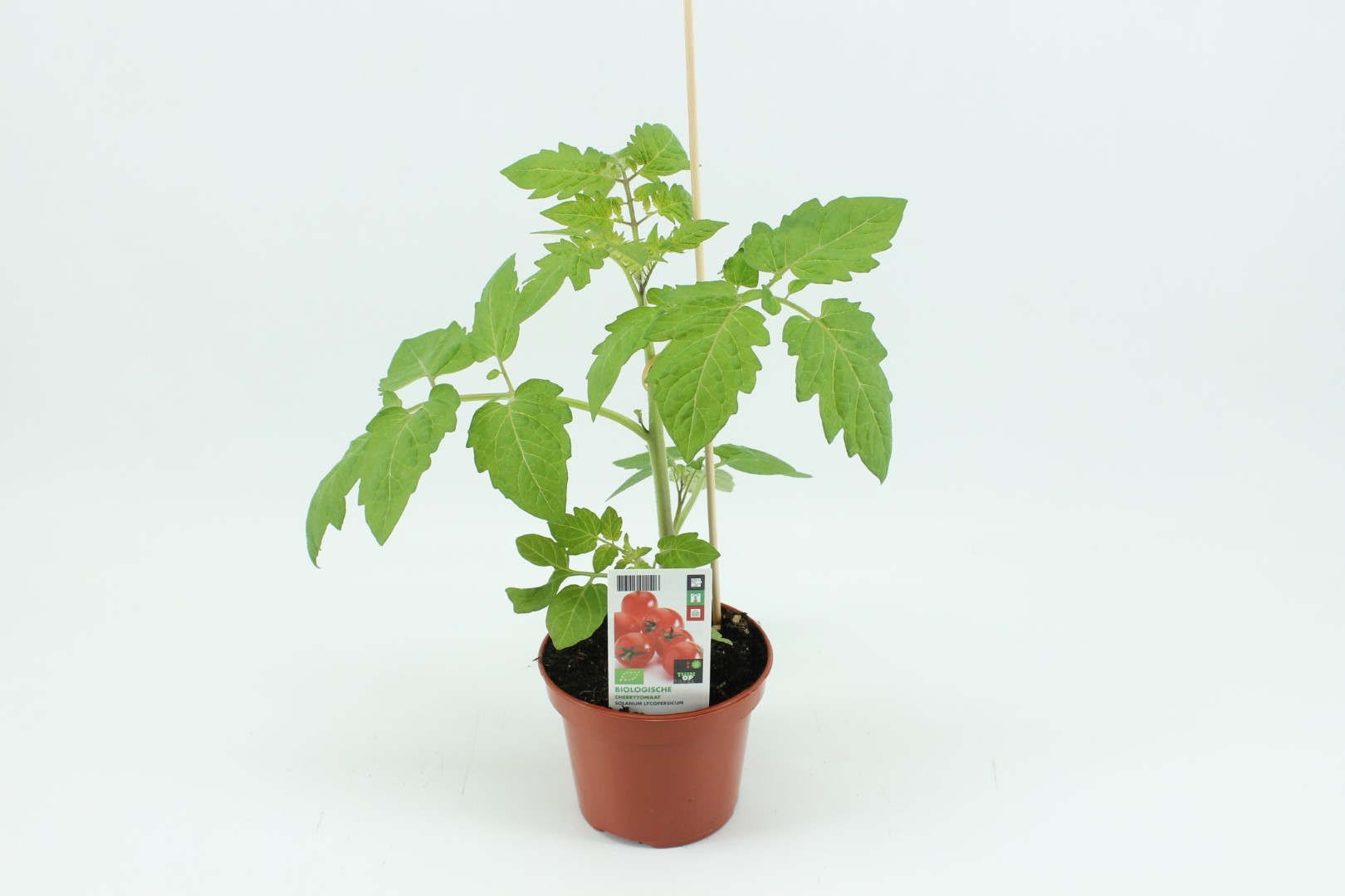 Tomaat, Cherrytomaat (12 cm pot) - Tuin Op Tafel