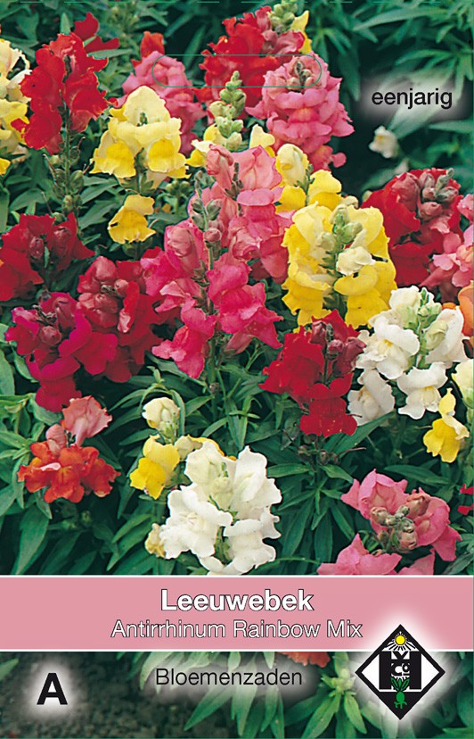 Antirrhinum majus Rainbow Mix