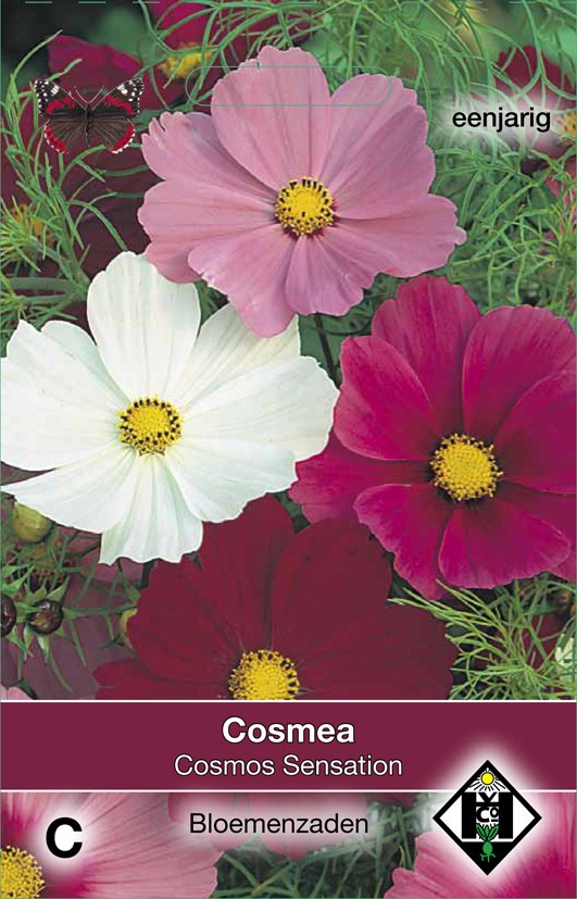 Cosmos bipinnatus Sensation