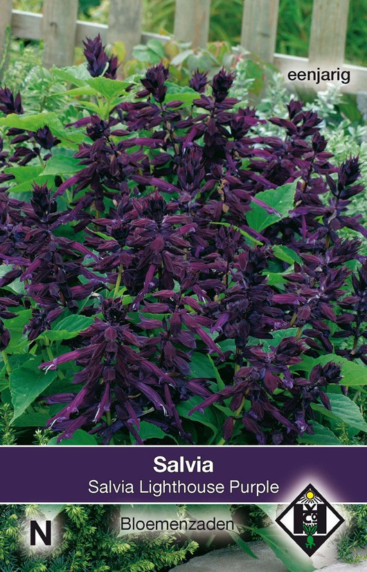 Salvia lighthouse purple
