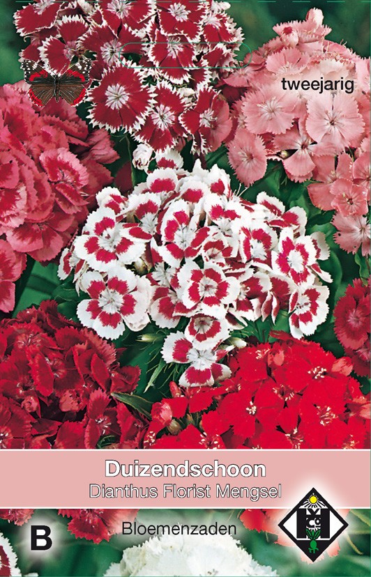 Dianthus barbatus Florist Mengsel