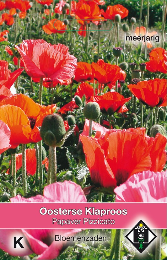 Papaver orientale Pizzicato