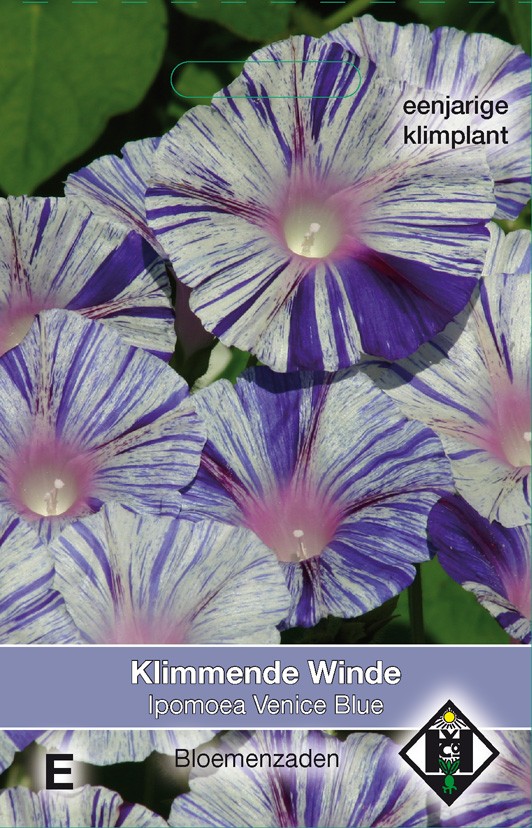 Ipomoea purpurea Venice Blue