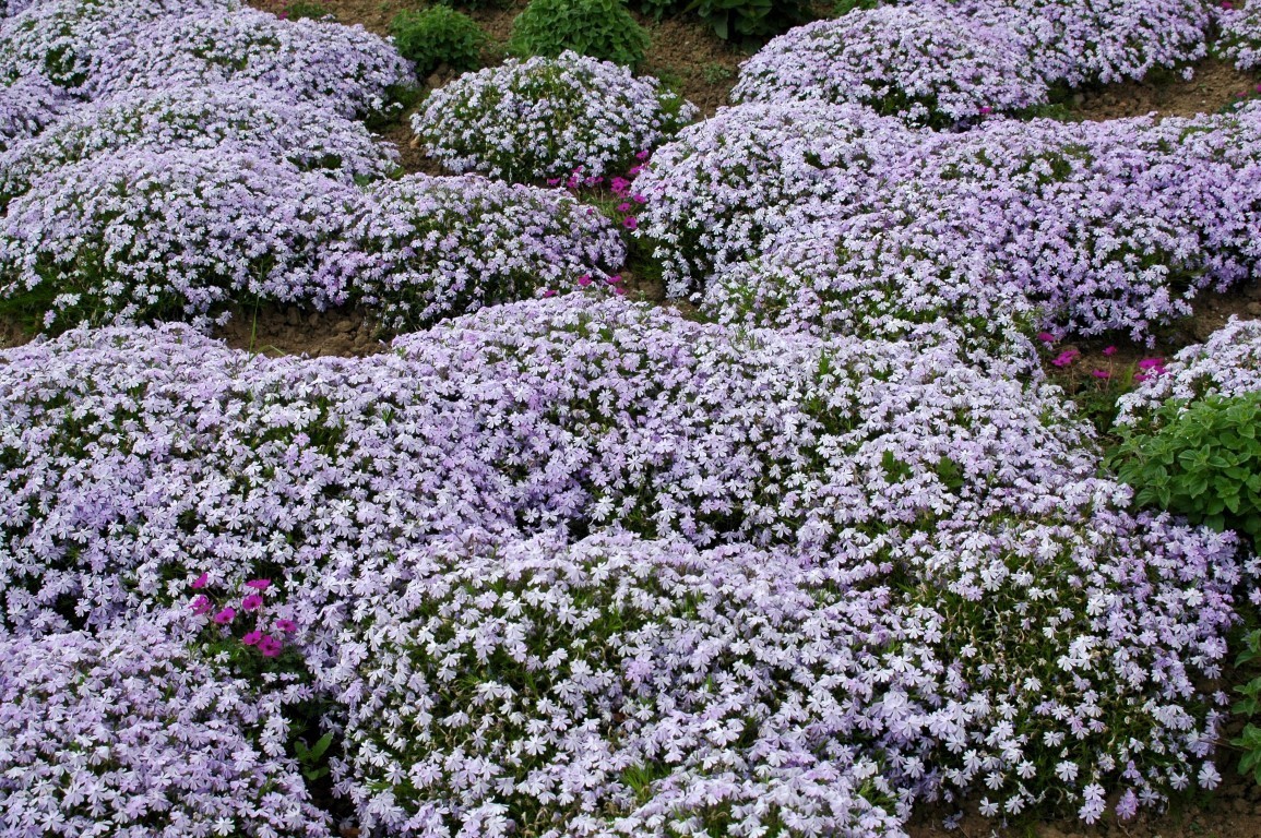 Phlox (S) 'Emerald Cushion Blue' - Samplant