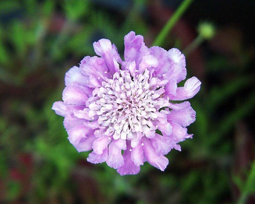 Scabiosa columbaria Pink Mist - Samplant