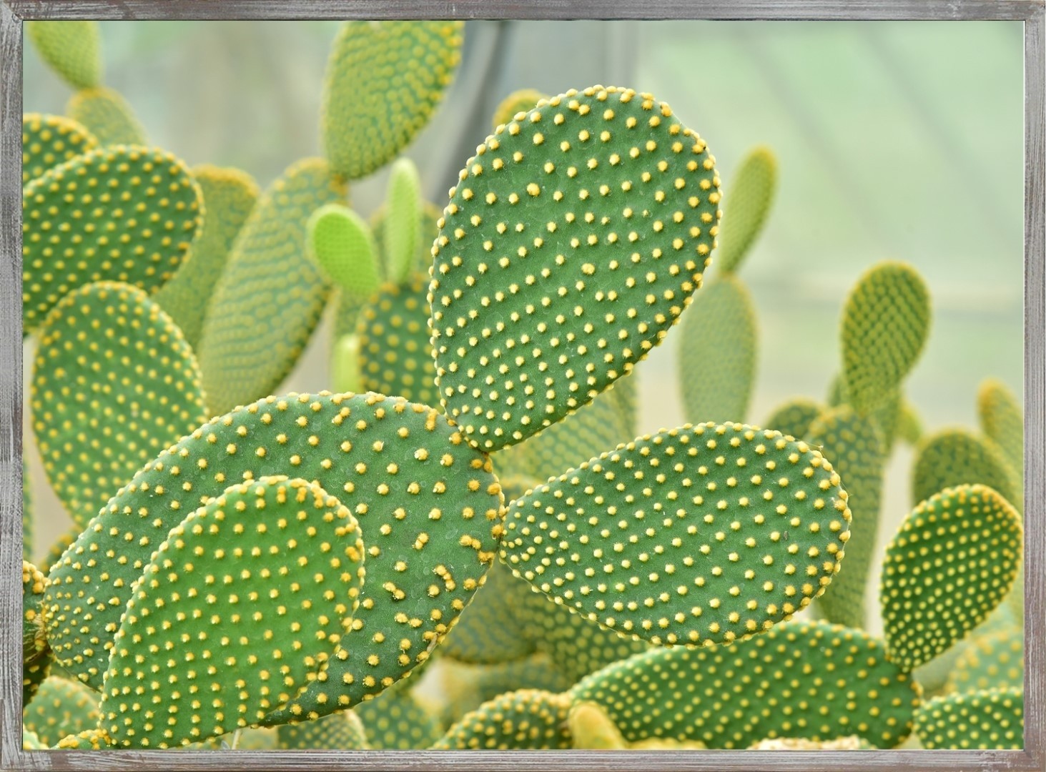 Buitencanvas cactus in frame 58x78cm