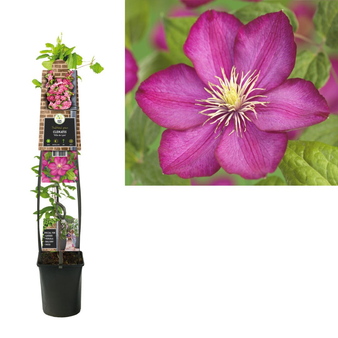 Klimplant Clematis Ville de Lyon 120 cm