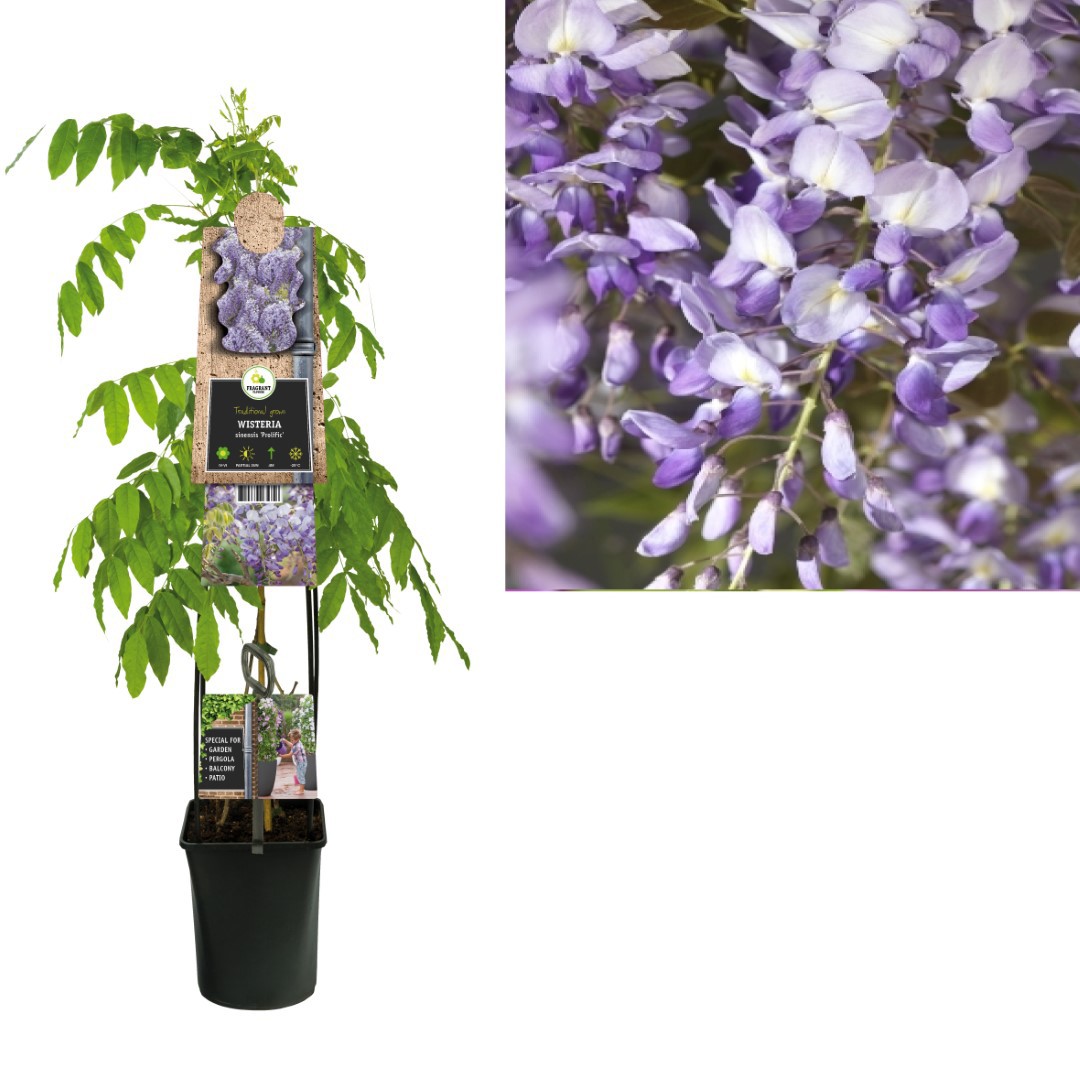 Klimplant Wisteria sinensis Prolific 120 cm