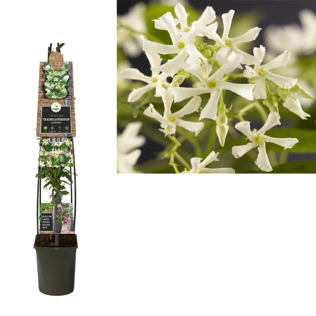 Klimplant Trachelospermum jasminoides 120 cm