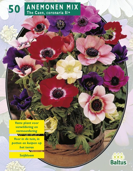 https://www.warentuin.nl/media/catalog/product/1/7/1778717154000405_baltus_bloembollen_anemone_the_caen_mix_per_50_3c64.jpg