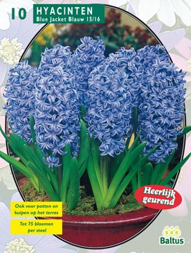 Baltus Hyacinth Blue Jacket per 10 - 