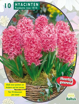 Baltus Hyacinth Fondante per 10 - 