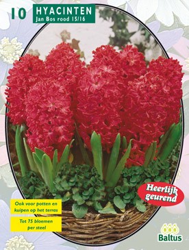 Baltus Hyacinth Jan Bos per 10 - 