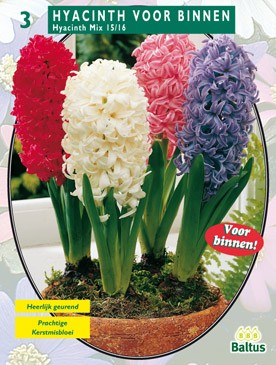 Baltus Hyacinth Prep. Mix per 3 - 