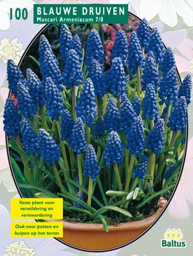 Baltus Muscari Armeniacum, Blauw per 100 - 