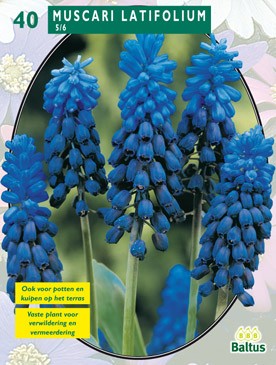 Baltus Muscari Latifolium per 40 - 