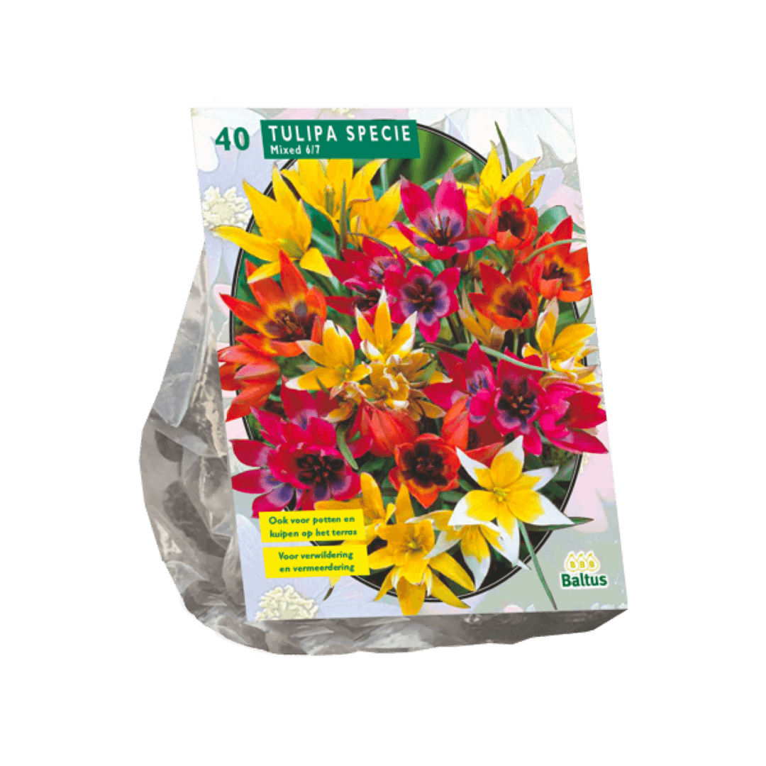 Tulipa Specie mix per 40 Baltus