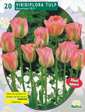 Baltus Tulipa Groenland, Viridiflora per 20 - 