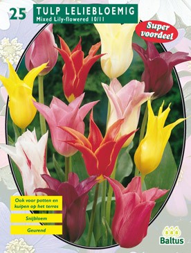 Tulipa Leliebloemig, Mix per 25 Baltus