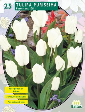 https://www.warentuin.nl/media/catalog/product/1/7/1778717154004793_baltus_bollen_tulipa_7135.jpg