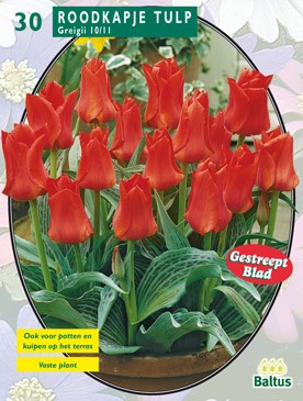 https://www.warentuin.nl/media/catalog/product/1/7/1778717154004830_baltus_bollen_tulipa_cc2e.jpg