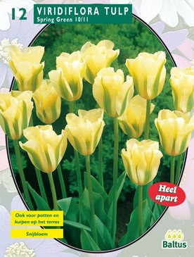 Tulipa Spring Green, Viridiflora per 12 Baltus