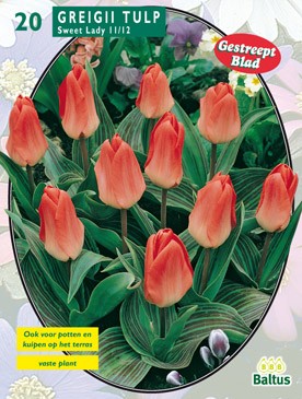 https://www.warentuin.nl/media/catalog/product/1/7/1778717154004861_baltus_bollen_tulipa_5745.jpg