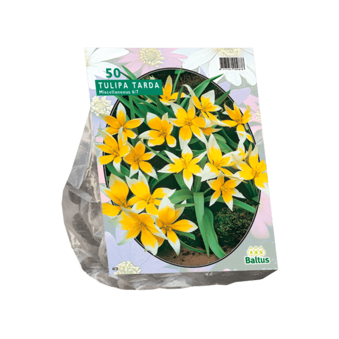 Tulipa Tarda per 50 Baltus