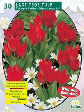 https://www.warentuin.nl/media/catalog/product/1/7/1778717154004908_baltus_bollen_tulipa_4b85.jpg