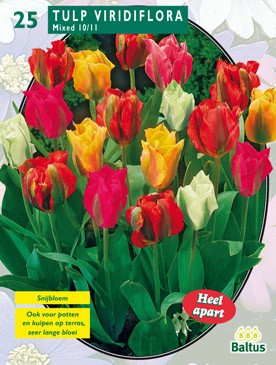 https://www.warentuin.nl/media/catalog/product/1/7/1778717154004915_baltus_bollen_tulipa_b365.jpg